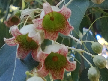 Brachychiton populneus (Malvaceae)