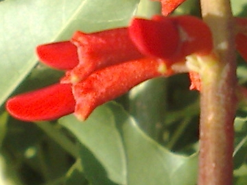 Penso che sia una pianta esotica - Erythrina sp