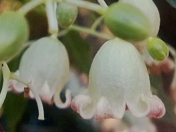 Brachychiton populneus (Malvaceae)