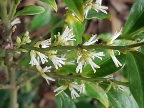 Buxaceae: cv. di Sarcococca cfr. confusa