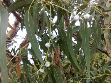 Specie di Eucalyptus