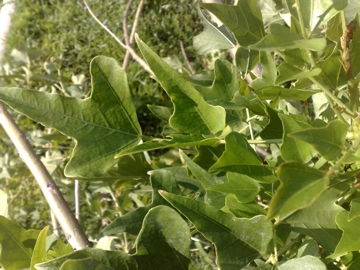 Penso che sia una pianta esotica - Erythrina sp