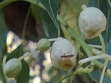 Brachychiton populneus (Malvaceae)