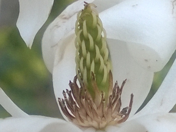 Specie di Magnolia