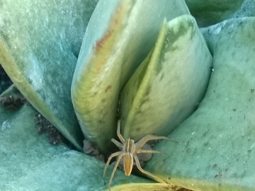 Mi sembra una Gasteria