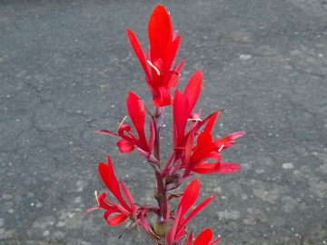 Simile alla Canna indica