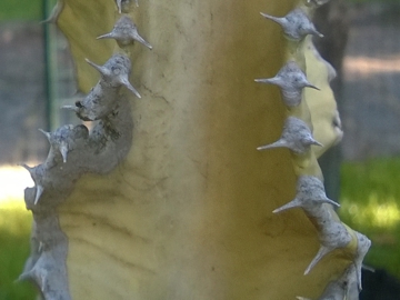 Euphorbia gigante variegata