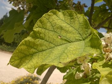 Alberello fiorito:    Catalpa bignonioides (Bignoniaceae)