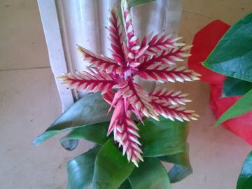 Bromeliacea da determinare