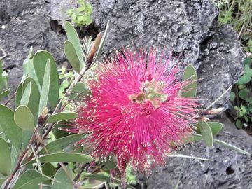 Callistemon sp.