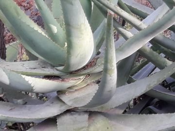 specie di aloe: Aloidendron dichotomum