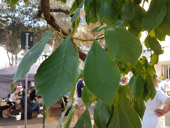 Albero con foglie periformi: Magnolia sp.