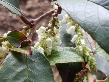 Arbusto di Leucothoe fontanesiana