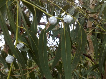 Specie di Eucalyptus