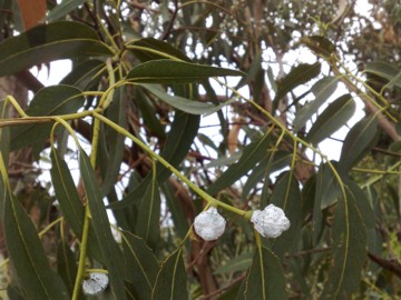 Specie di Eucalyptus