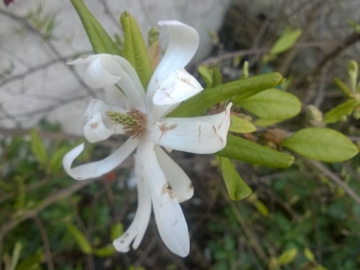 Specie di Magnolia