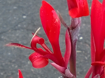 Simile alla Canna indica