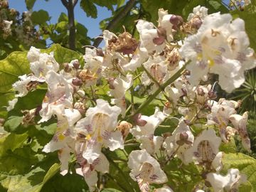 Alberello fiorito:    Catalpa bignonioides (Bignoniaceae)