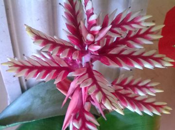 Bromeliacea da determinare