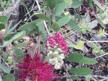 Callistemon sp.