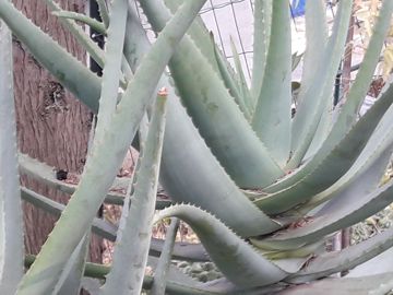 specie di aloe: Aloidendron dichotomum