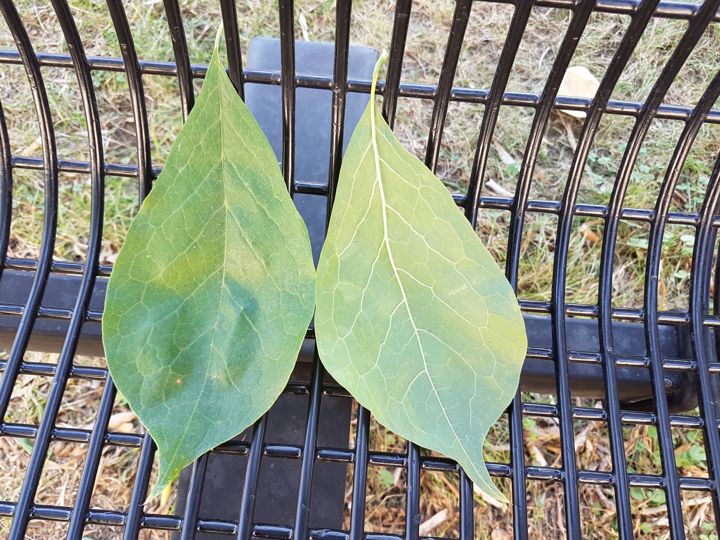 Albero con foglie periformi: Magnolia sp.