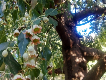 Brachychiton populneus (Malvaceae)