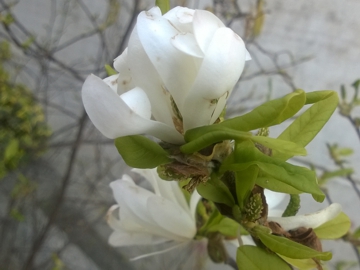 Specie di Magnolia