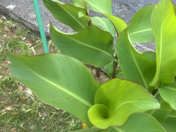 Simile alla Canna indica