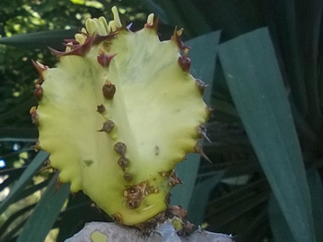 Euphorbia gigante variegata