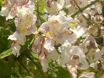 Alberello fiorito:    Catalpa bignonioides (Bignoniaceae)