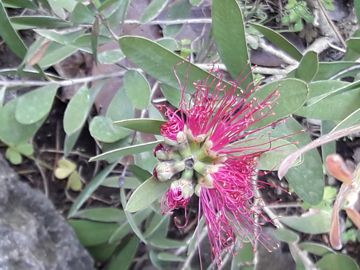 Callistemon sp.