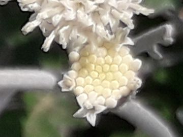 Senecio viravira