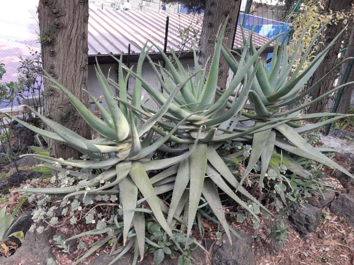 specie di aloe: Aloidendron dichotomum