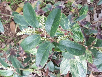 Arbusto di Leucothoe fontanesiana