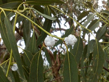 Specie di Eucalyptus