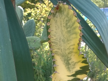 Euphorbia gigante variegata