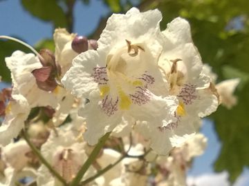 Alberello fiorito:    Catalpa bignonioides (Bignoniaceae)