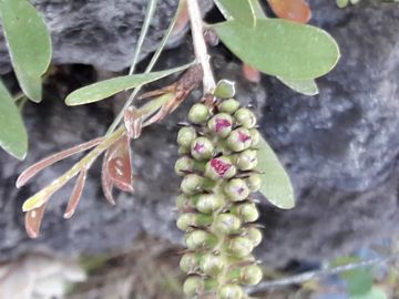 Callistemon sp.