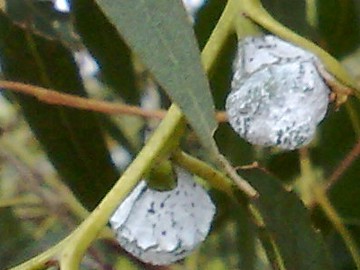 Specie di Eucalyptus