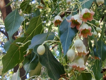 Brachychiton populneus (Malvaceae)