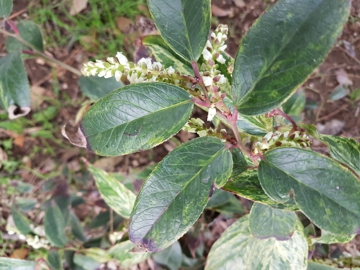 Arbusto di Leucothoe fontanesiana