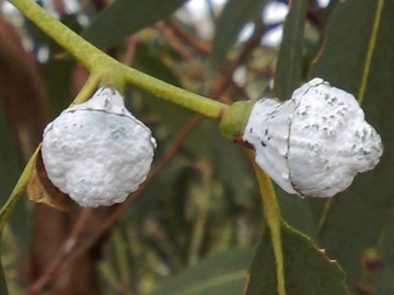 Specie di Eucalyptus