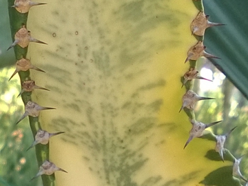 Euphorbia gigante variegata