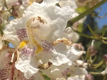 Alberello fiorito:    Catalpa bignonioides (Bignoniaceae)