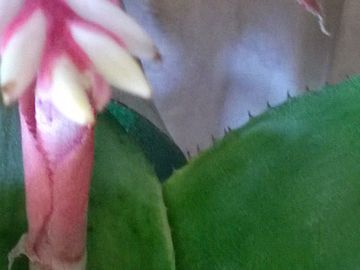 Bromeliacea da determinare