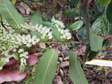 Arbusto di Leucothoe fontanesiana