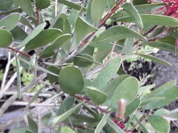 Callistemon sp.