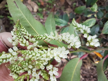 Arbusto di Leucothoe fontanesiana