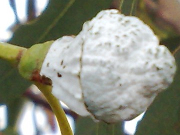 Specie di Eucalyptus